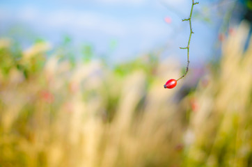 red rose hip