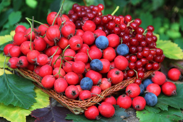 berries