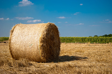Round yellow stacks of hay dry straw, mown grass lie on the field in a bright summer sunny day, against a background of blue sky with clouds and green trees