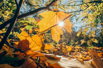 Yellow maple leaf on sunny autumn landscape background