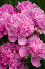 Group of pink peonies in the garden in the summer. Closeup of beautiful purple Peony flower.