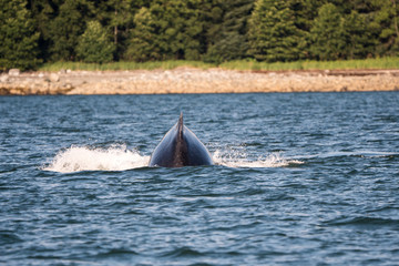 Humpback whale preparing to dive - 173297892