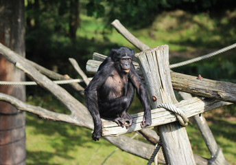 bonobo