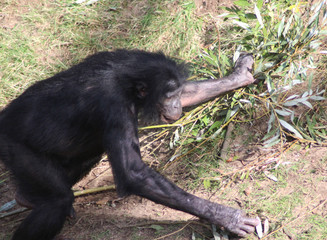 bonobo