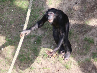 bonobo