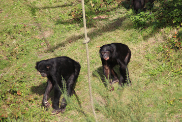 bonobo