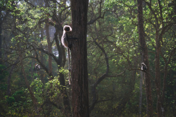 Grey monkeys in a Indian Jungle