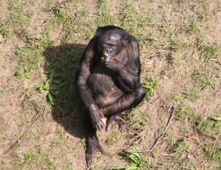 bonobo