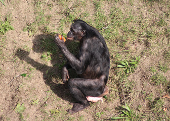 bonobo