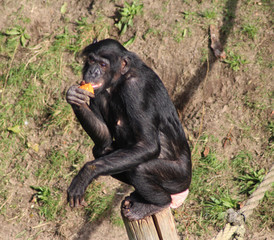 bonobo