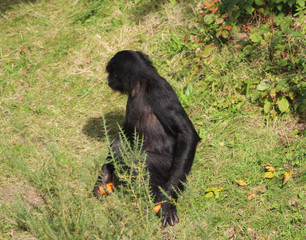 bonobo