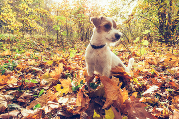 Dog and autumn leaves