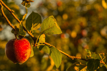 Apple ready to be picked