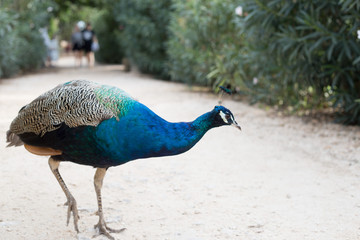 Obraz premium peacock