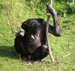 bonobo