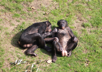 bonobo - obrazy, fototapety, plakaty