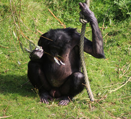 bonobo