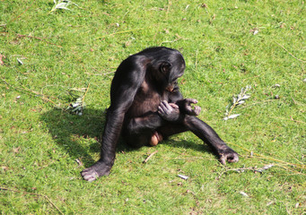 bonobo