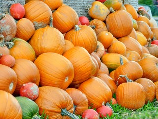 Ein großer Haufen orange-farbiger Kürbisse