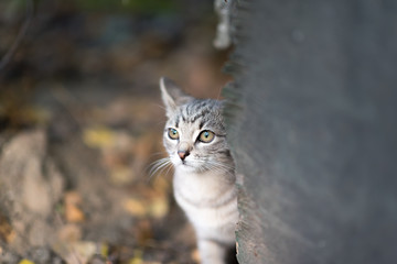 gray little kitten playing in the autumn garden