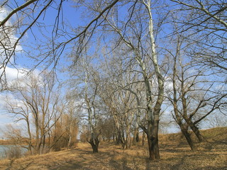 river. bright sky. field