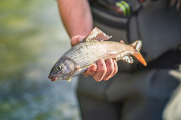 Lebender Fisch Äsche in der Hand gehalten bei Sonnenschein in der Natur von Angler in Wathose