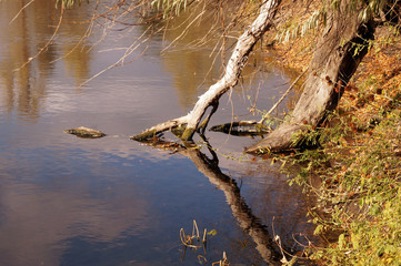 Broken tree branch on the bank of a reservoir