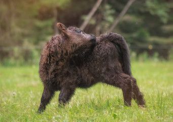 Kälbchen auf der Weide
