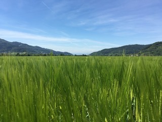 Obraz premium Kornfeld im Naturpark Südschwarzwald