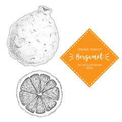 Bergamot vector illustration. Hand-drawn design element. A fruit drawn in vintage style
