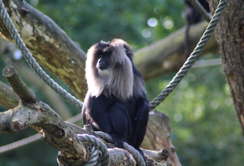 lion-tailed macaque (Macaca silenus)