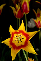Star Tulips