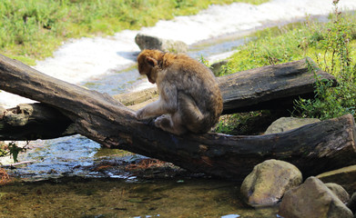 Barbary macaque (Macaca sylvanus)