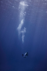 Fototapeta na wymiar Diver in the ocean