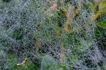 Spinnennetz mit Morgentau