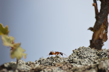 oak tree and ants