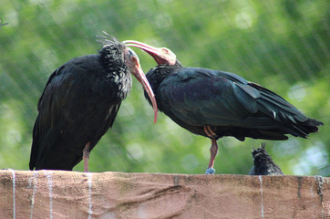 northern bald ibis