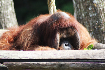 Bornean orangutan (Pongo pygmaeus)