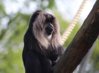 lion-tailed macaque (Macaca silenus)