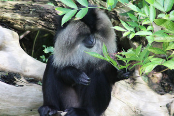 lion-tailed macaque (Macaca silenus)