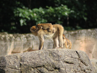 Barbary macaque (Macaca sylvanus)