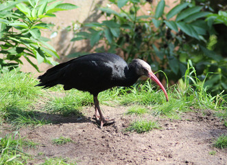 Naklejka premium northern bald ibis