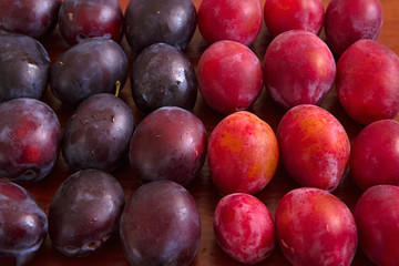 Autumn. Harvest season for plums III