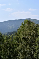 Panoramic View of Mountain and Trees
