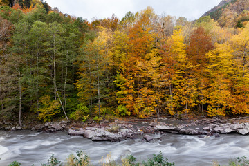 beauty of nature, trekking, countryside concept. there is strong contrast between trees, colours...