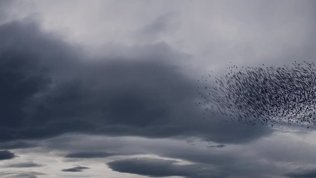 A massive flock of swarming starling birds.