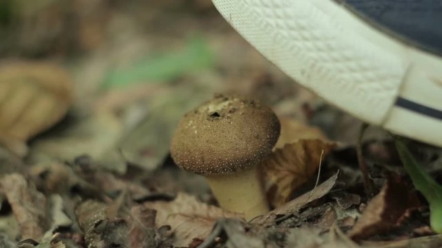 Lycoperdon mushroom squases by sole with green smoke out close-up (1080p, two times slowed)