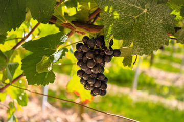 Detail of a vine in Rheinhessen