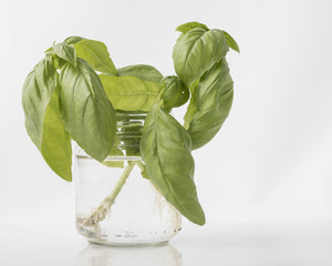 basil leaves