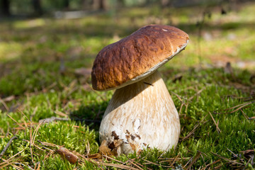 Cep mushroom .Boletus in the moss in the forest under the rays of the sun.